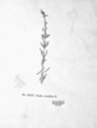 Uromyces scutellatus image